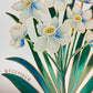 Birth Flower Hand-Embellished Print | December Narcissus