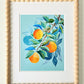"Citrus Study" | art print