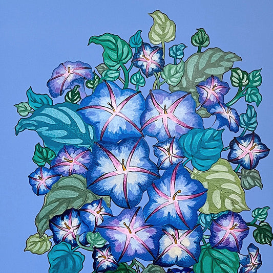 "Morning Glory" | art print