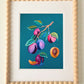 "Plum Study" | art print
